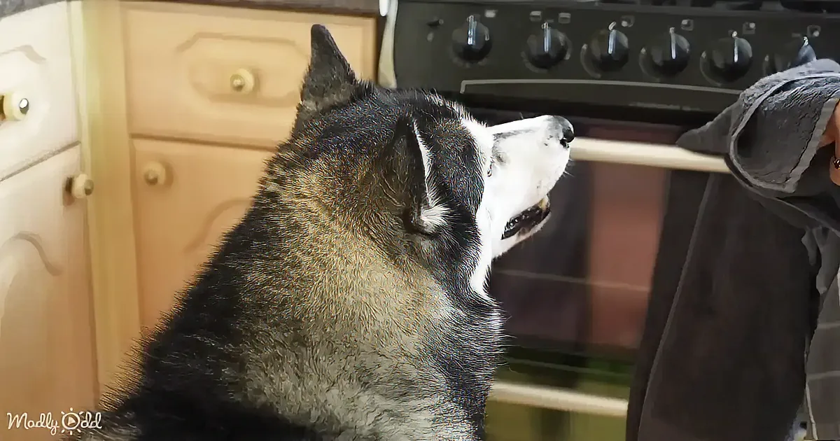 A husky dog is looking up at a person holding a dark-colored garment in a kitchen setting.