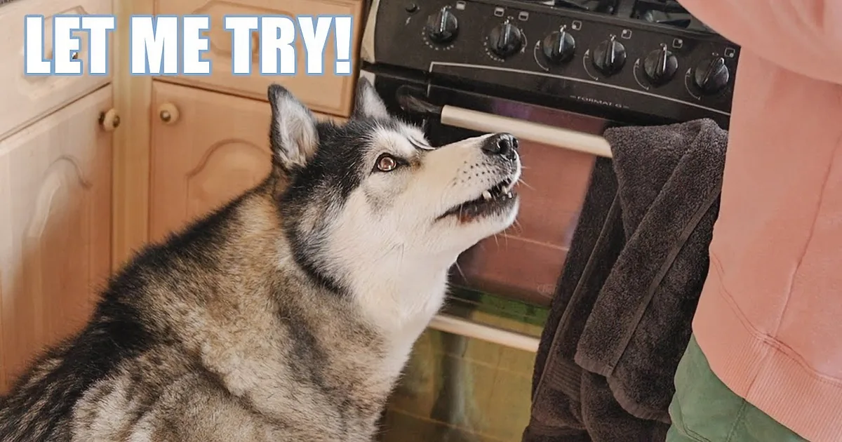 Adorable Husky Helping His Grandma Will Make Your Day