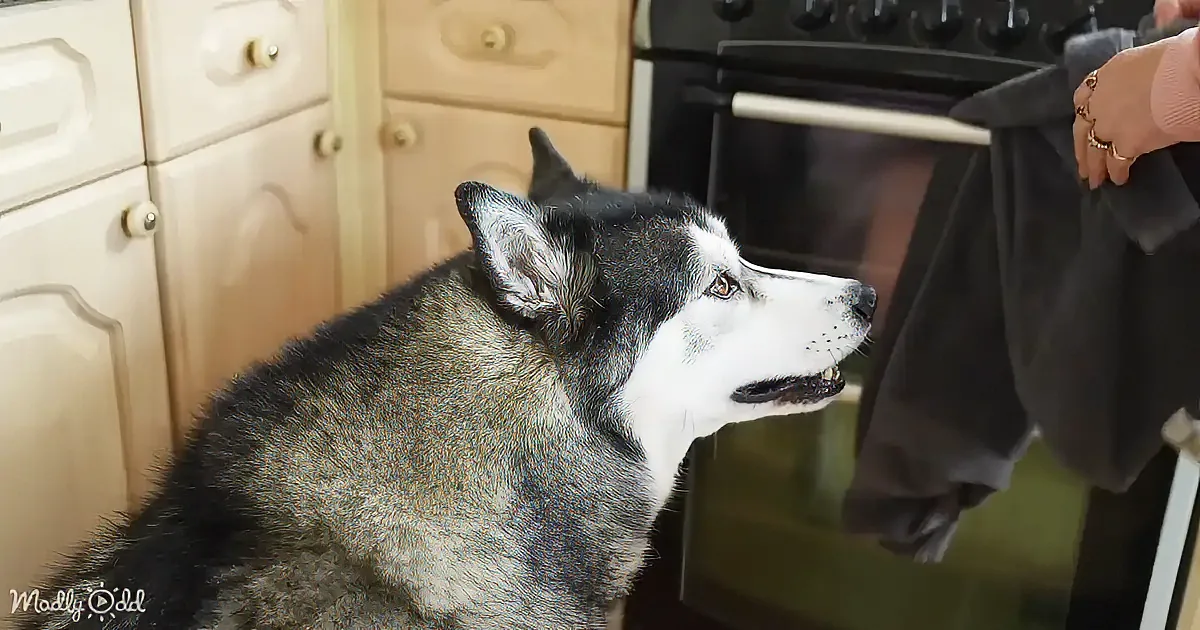 A husky dog sits attentively in a kitchen, looking at a person holding a dark garment.