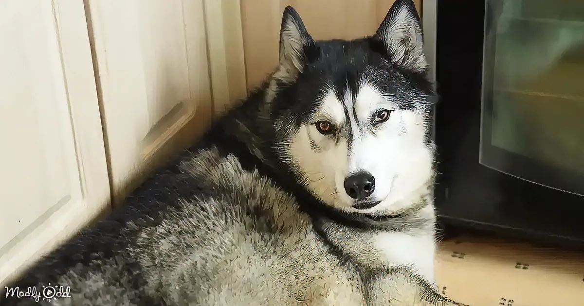 A husky dog with striking black and white fur sits calmly, gazing slightly to the side.