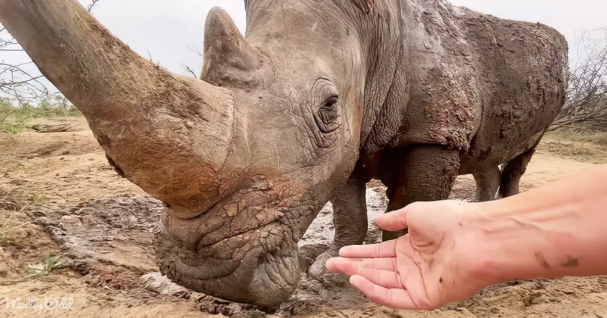 Adine's Magical Reunion With Gertjie the Rhino in Tranquil Wilderness