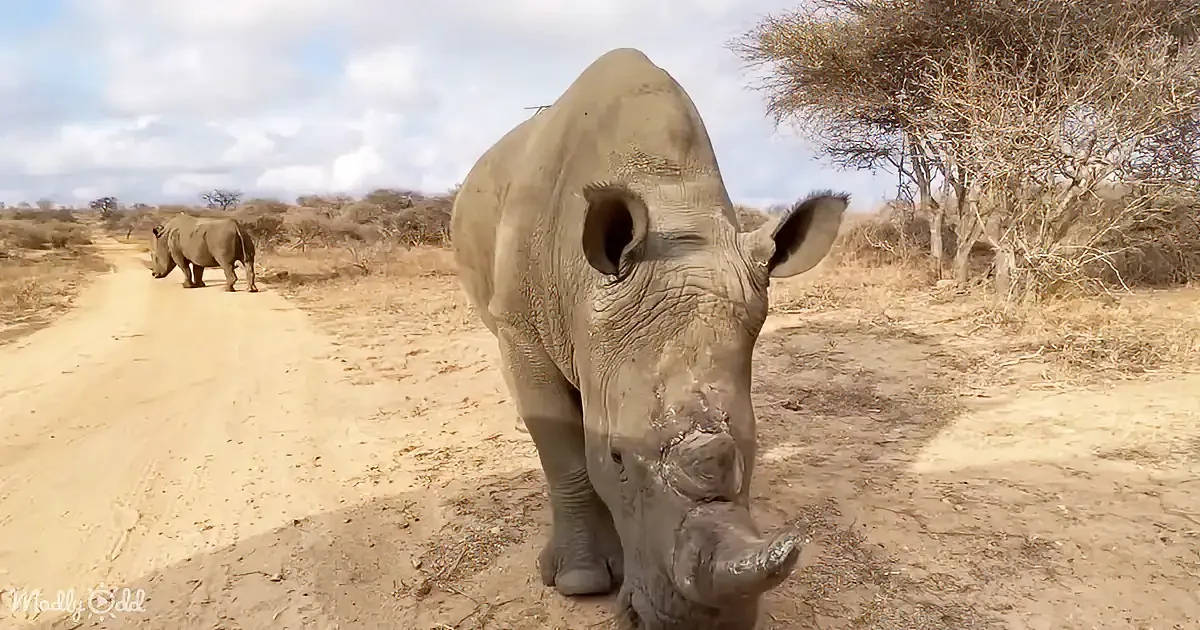 A close-up of a rhino's face with a hand reaching out, set against a dry, natural background.