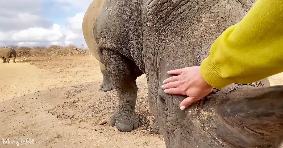 A person in a yellow sleeve gently touches a rhinoceros's leg in a dry, open area.