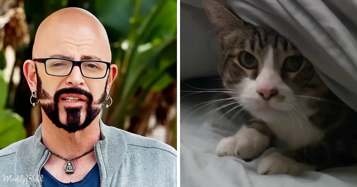 A Rescue Cat's Battle With Behavioral Issues in an Antique Store