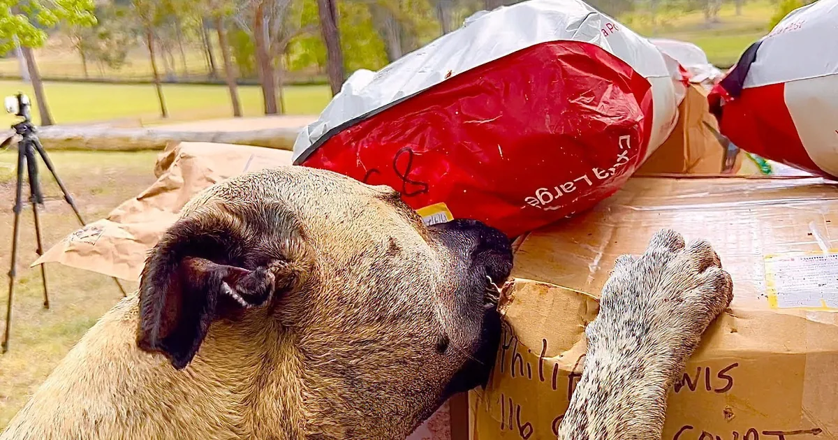 Rescue Dogs Overjoyed to Receive Mail and Gifts From Their Biggest Fans