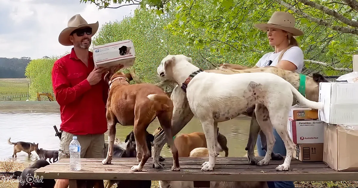 A man in a red shirt and cowboy hat holds a box while standing on a dock with several dogs.