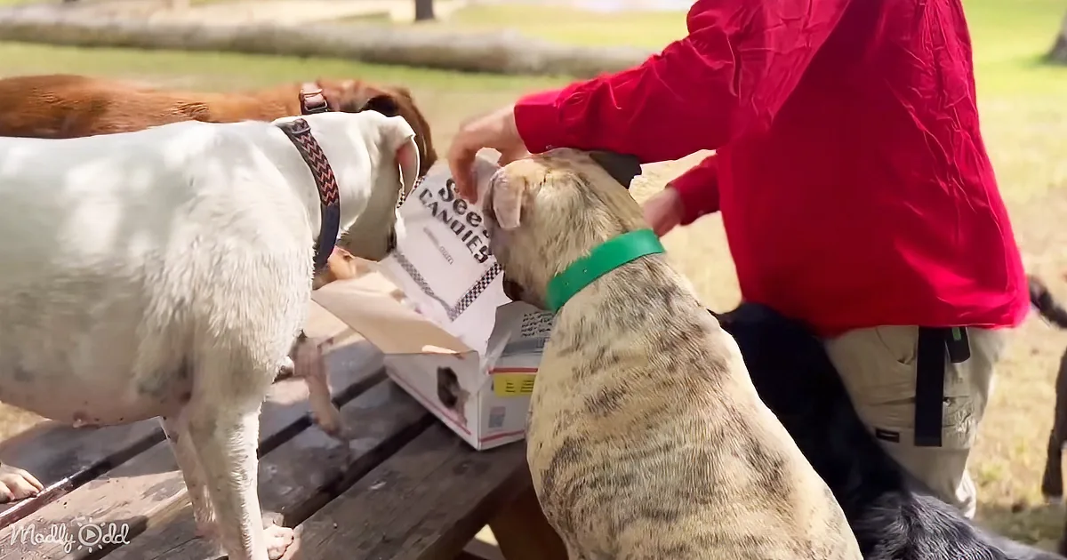 A person in a red jacket feeds a dog from a box of treats at a picnic table.