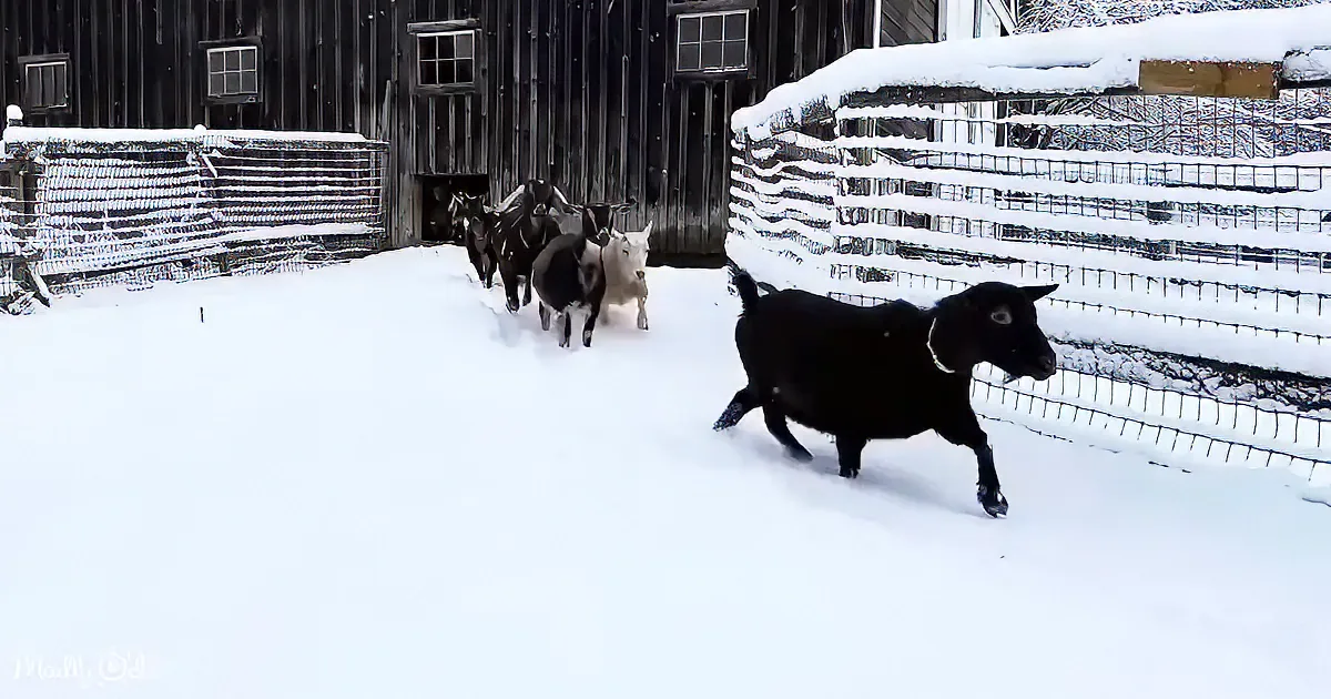 A black goat runs in the foreground, while a group of goats follows behind in a snowy barnyard.