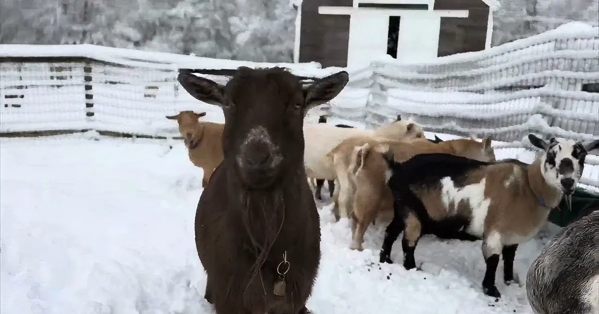 Mamma Goats and 'Kids' First Snowy Morning Feels Like a Hallmark Card