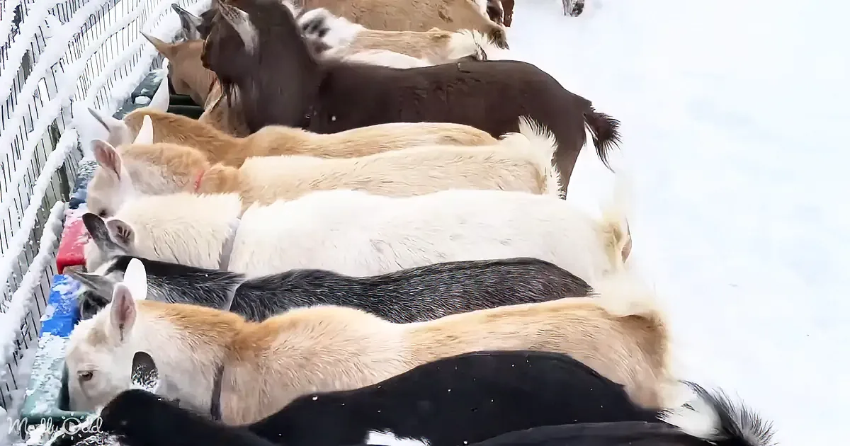 A group of goats with various fur colors are huddled together in a snowy environment.