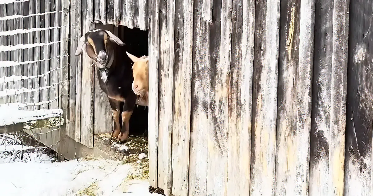 Two goats, one black and one tan, peek out from a wooden barn door in a snowy setting.