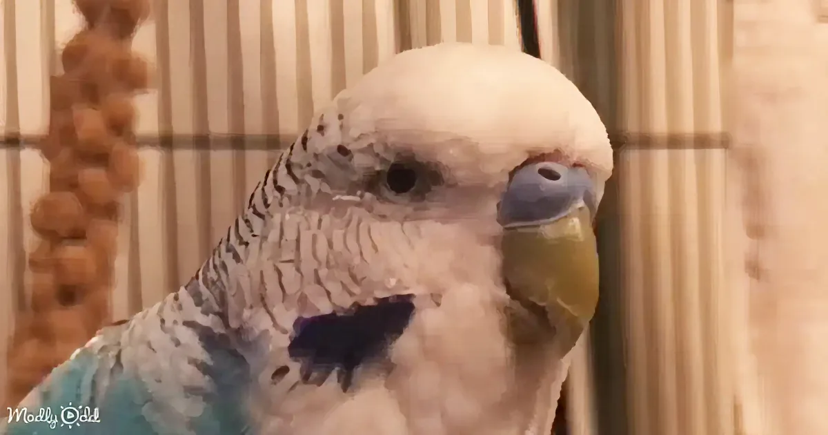 A close-up of a parakeet with a mix of white, blue, and black feathers, perched indoors.