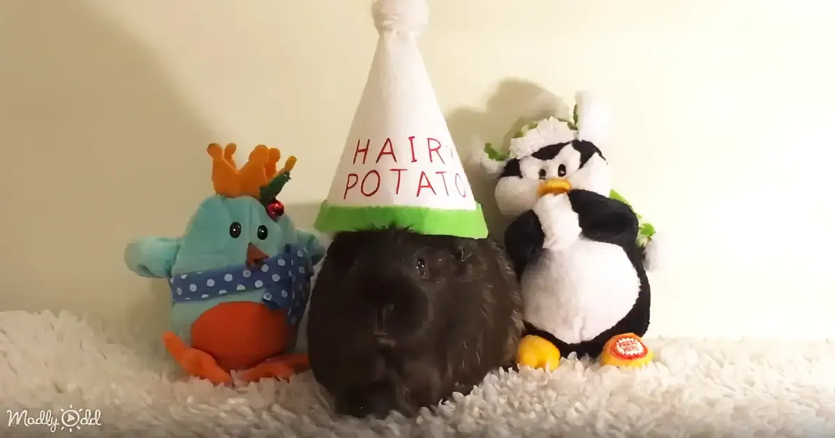 A guinea pig wearing a "Hairy Potato" party hat sits between a penguin and a chicken plush toy.
