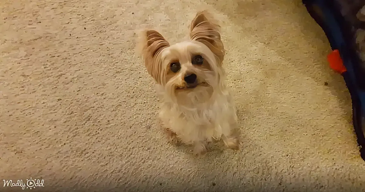 A small, fluffy dog with upright ears sits on a beige carpet, looking up attentively.
