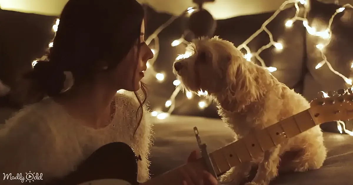 A woman plays guitar while a fluffy dog sits nearby, both illuminated by string lights.