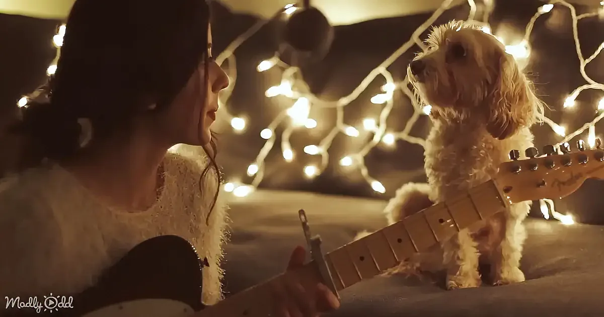 A woman plays guitar while a small dog watches under string lights.