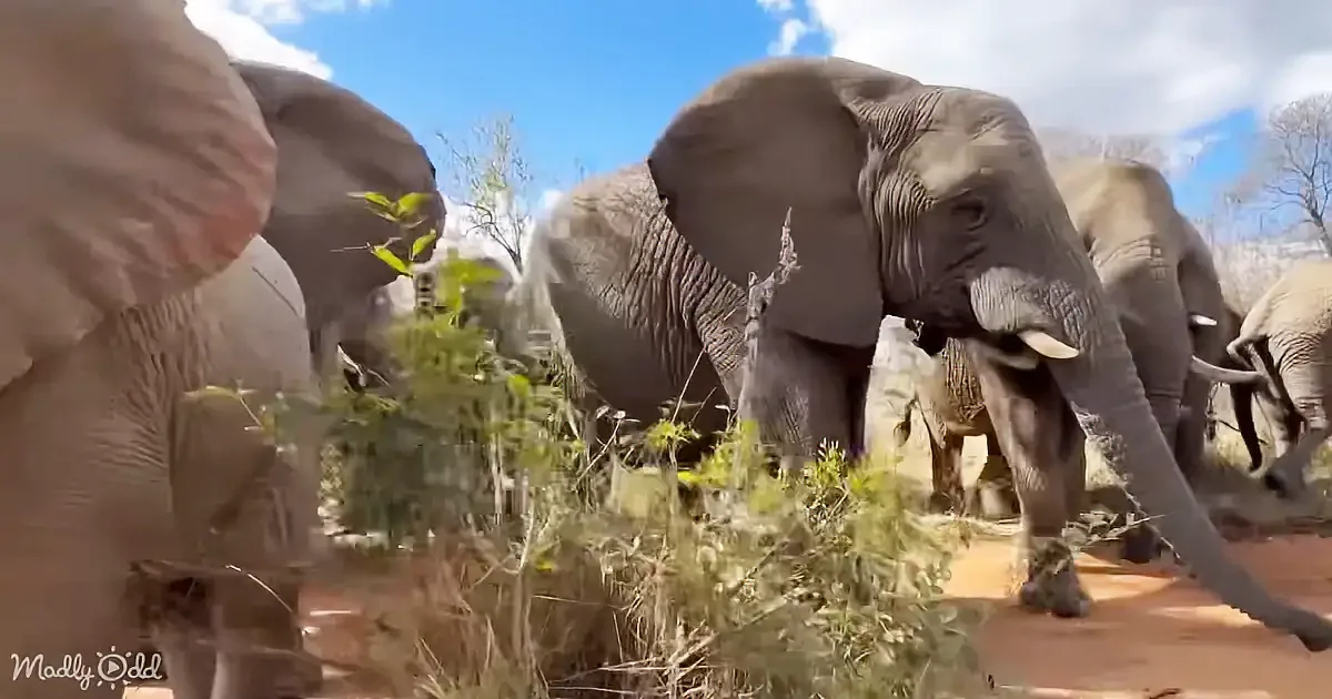 A herd of elephants is grazing in a grassy area under a blue sky with scattered clouds.