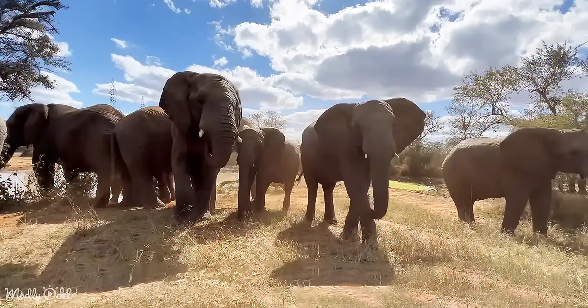A herd of elephants stands together in a dry, grassy field under a partly cloudy sky.