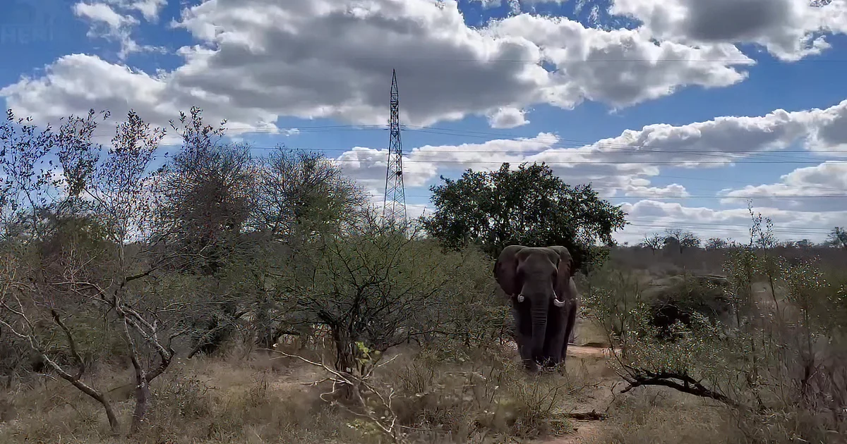 Khanyisa the Elephant Waltzes Amid Trumpeting Males by Tranquil Dam