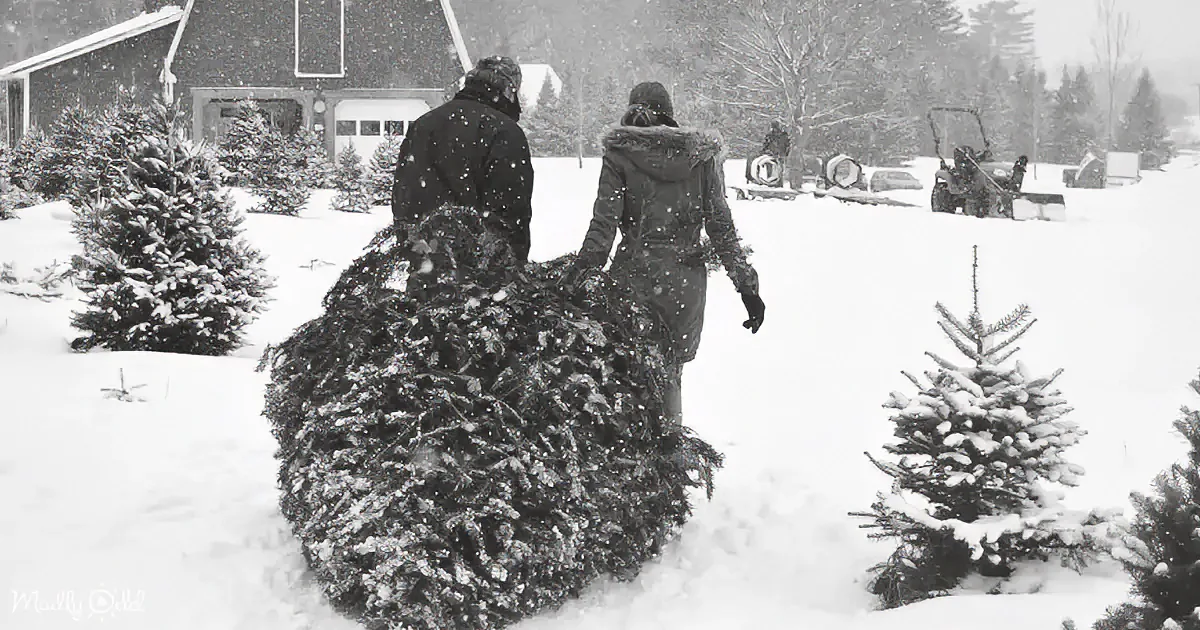 Two people carry a large Christmas tree through a snowy field, surrounded by other trees.