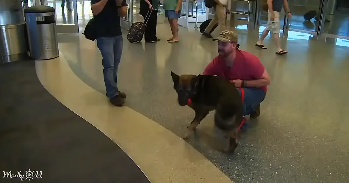 A man in a red shirt and cap kneels beside a German Shepherd on a leash in an airport terminal.