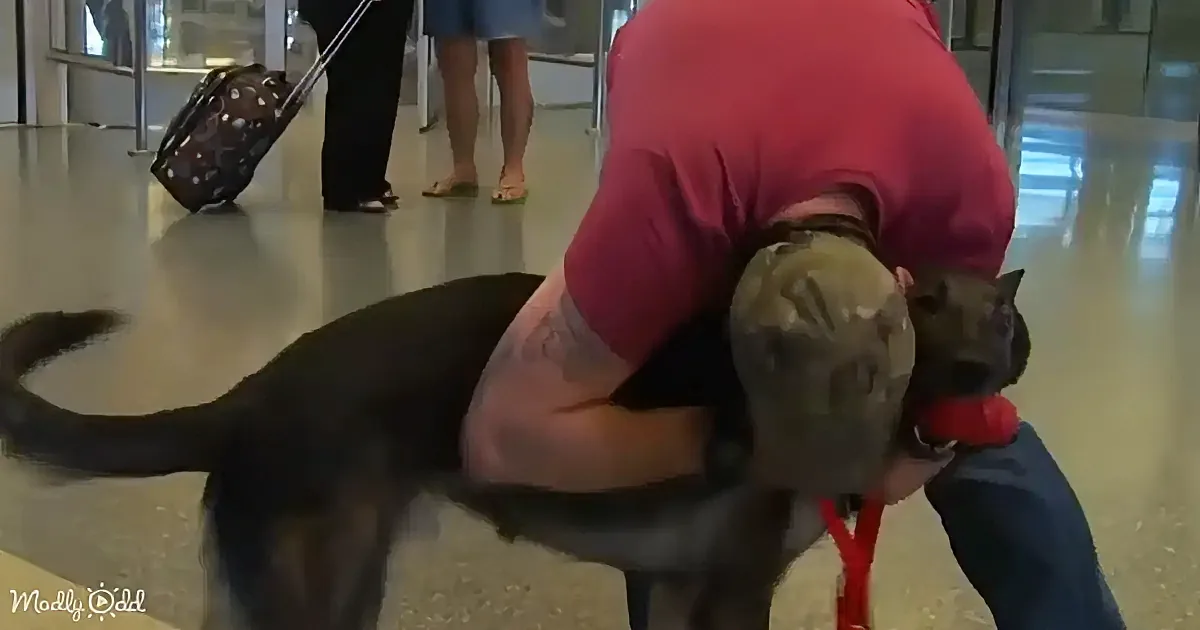 A person in a red shirt hugs a large black dog in an airport setting.