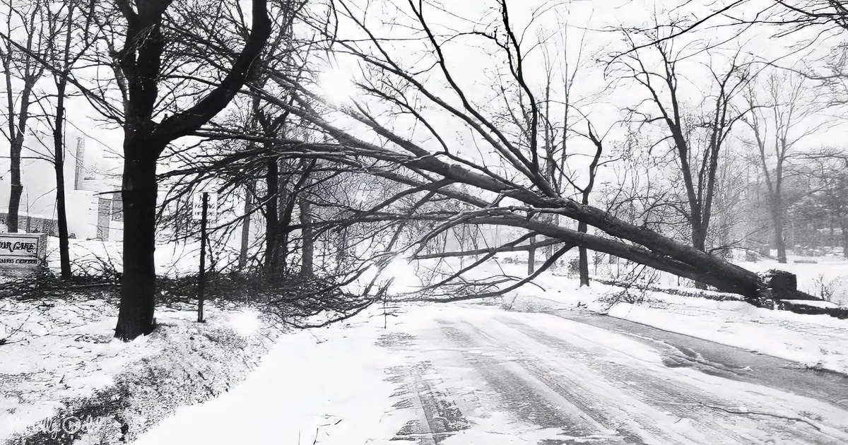 A fallen tree blocks a snowy road, creating a stark contrast against the white landscape.
