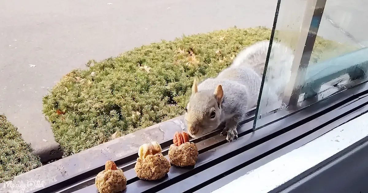 A squirrel is eating a peanut on a window sill, with three other peanuts nearby.