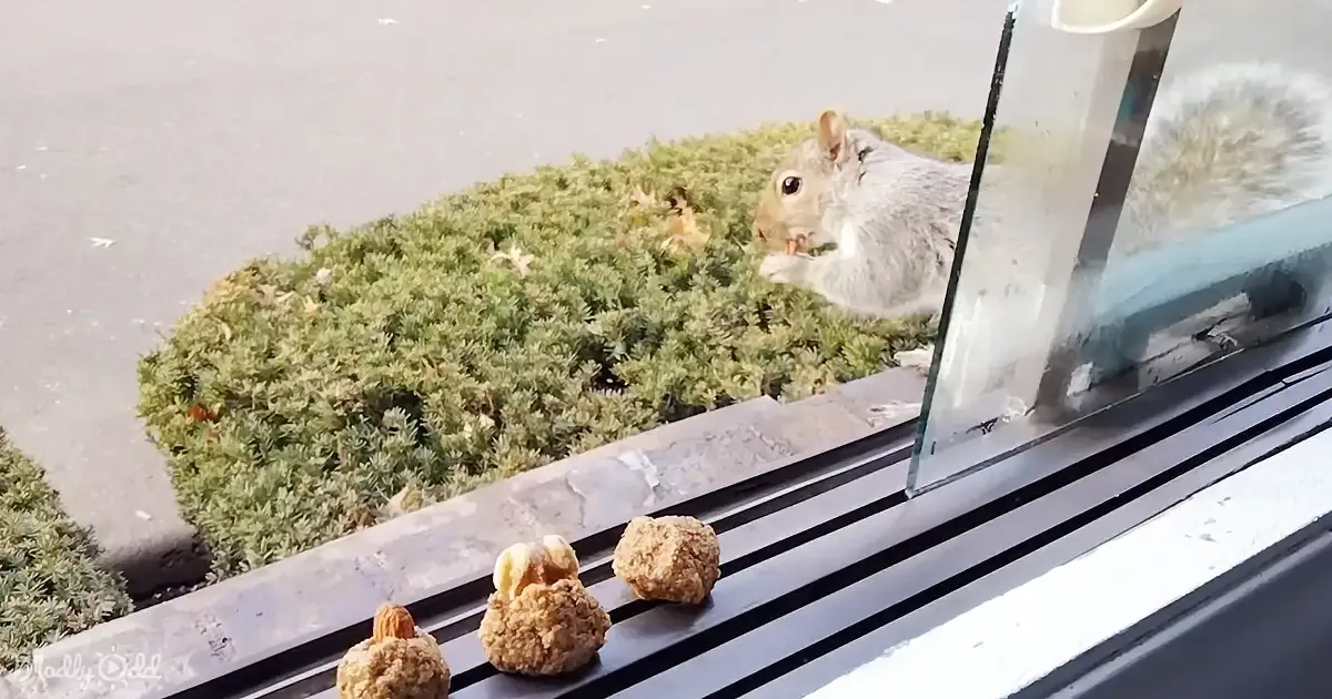 A squirrel eats from a window ledge with nuts on the sill, surrounded by greenery and pavement.
