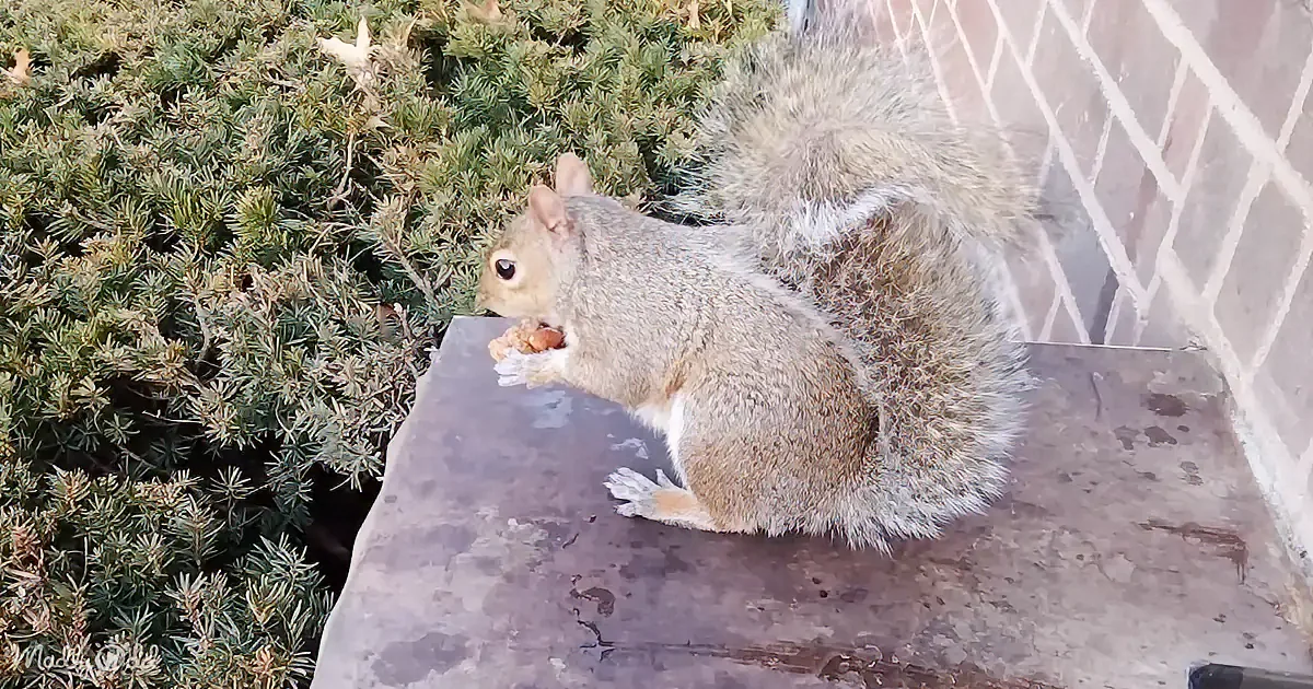 A squirrel sits on a concrete ledge, eating food, with a bush and brick wall in the background.
