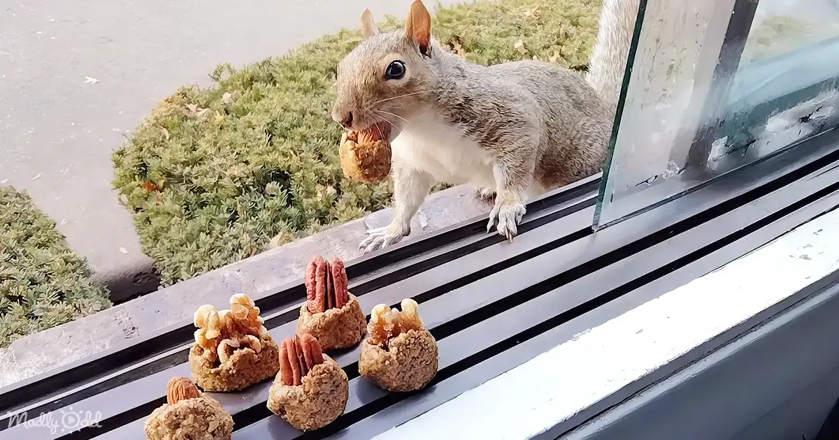 Cute Squirrels Getting Christmas Gift Bags Will Make You Smile