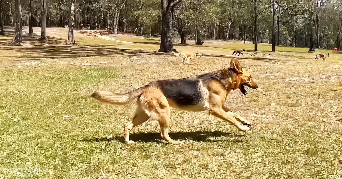 A German Shepherd dog runs across a grassy field with other dogs in the background.