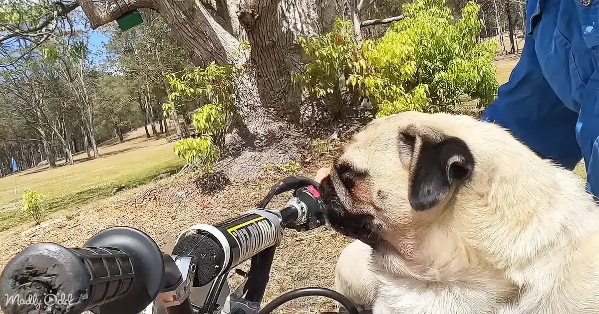 A pug dog is playfully biting the handlebars of a bicycle in a park setting.