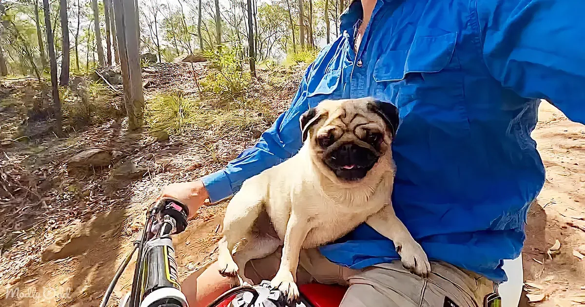 A pug sits on a person's lap while riding a bike through a forest trail.