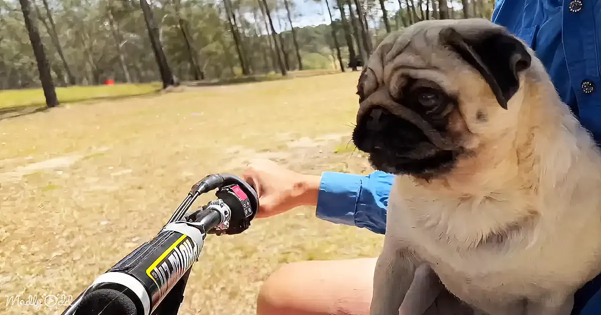 A pug sits on a person's lap, looking at the camera, while the person rides a bike in a grassy park.