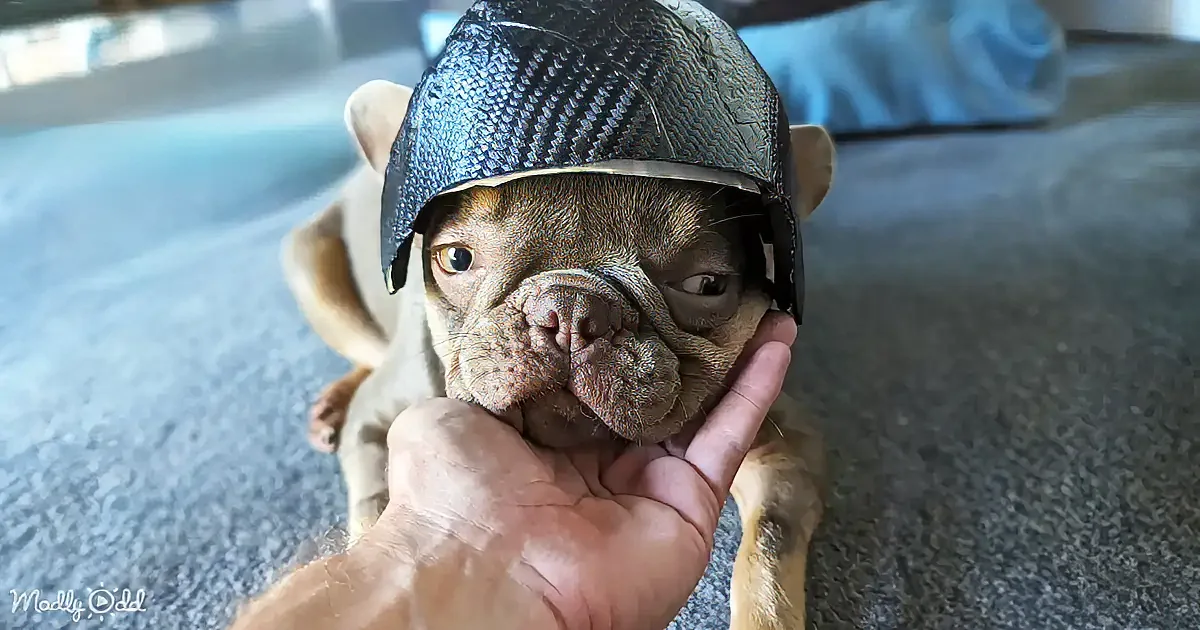 A French Bulldog wearing a baseball cap is being gently held by a hand.