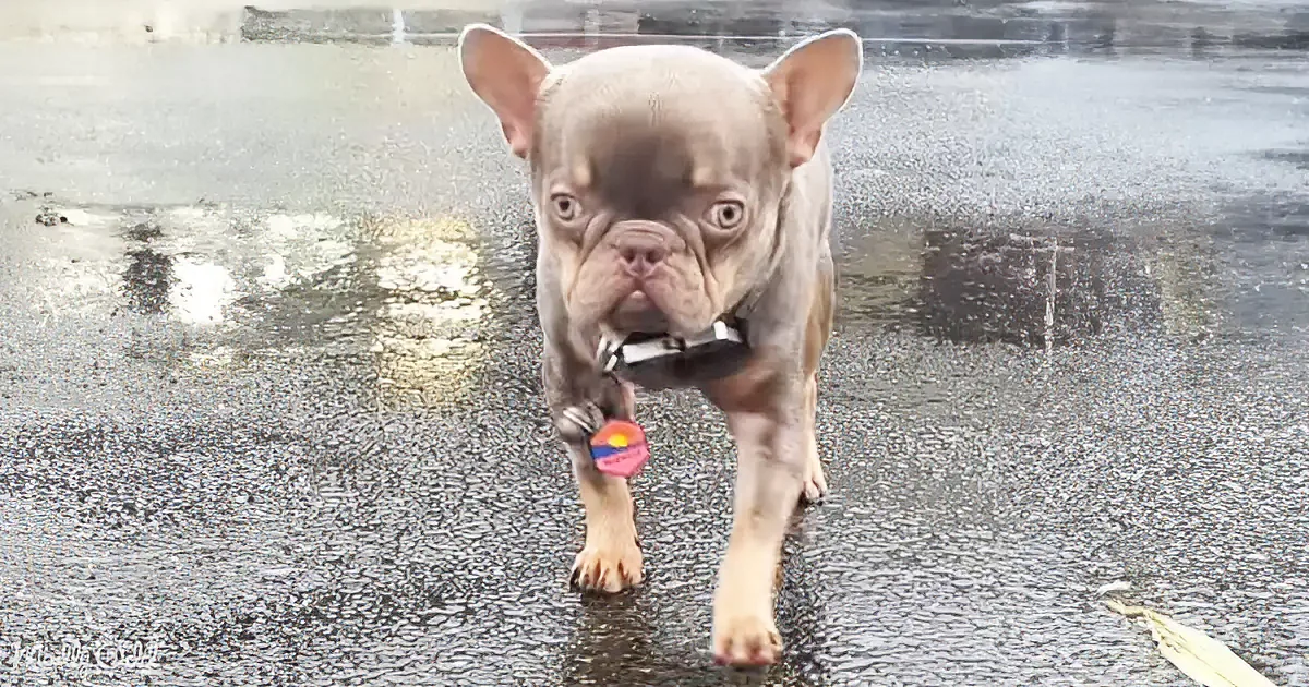 A French Bulldog with a wrinkled face walks on wet pavement, wearing a collar with a tag.