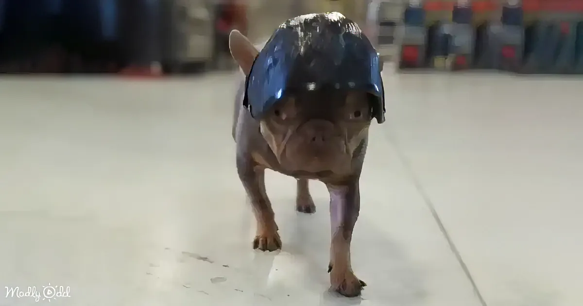 A small dog wearing a blue helmet walks forward on a smooth floor.