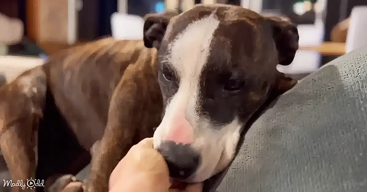 A brown and white dog with a pink nose is being fed a treat by a person.