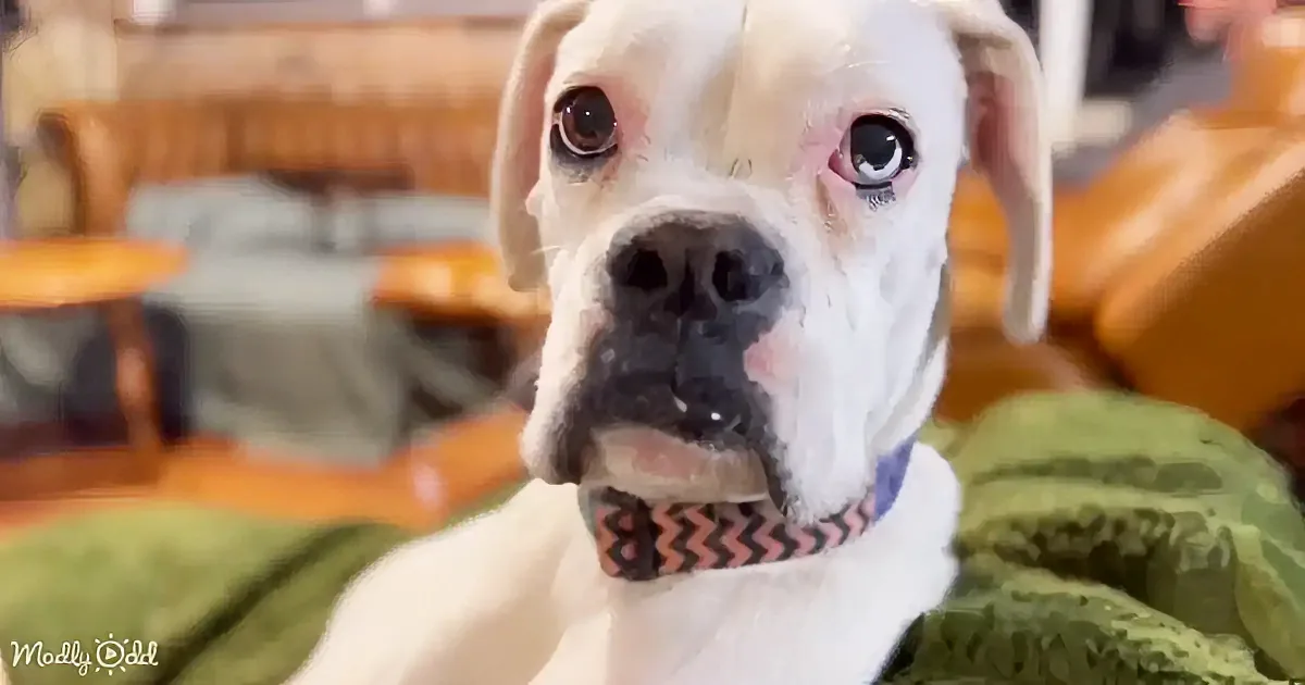 A close-up of a white Boxer dog with a colorful collar, sitting on a green blanket in a cozy room.