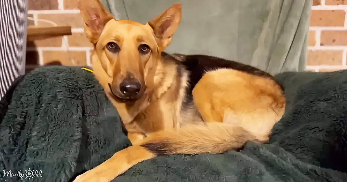 A German Shepherd dog rests on a green blanket, looking calm and relaxed.