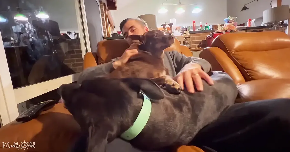 'Nighttime Doggie Delight: Pajama Party With Cruiser's Couch Cuddles'