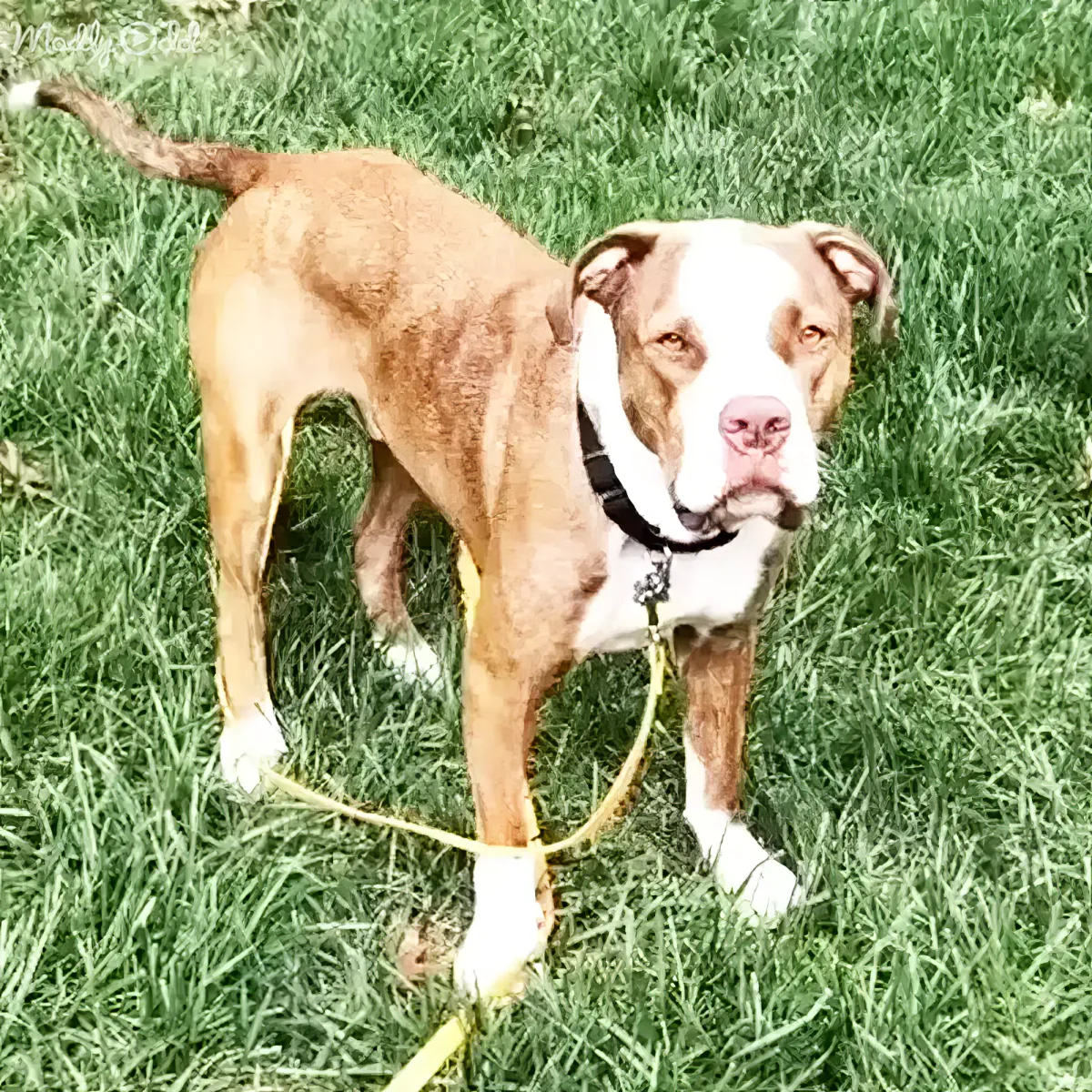 A brown and white dog with a black collar stands on grass, holding a yellow leash in its mouth.