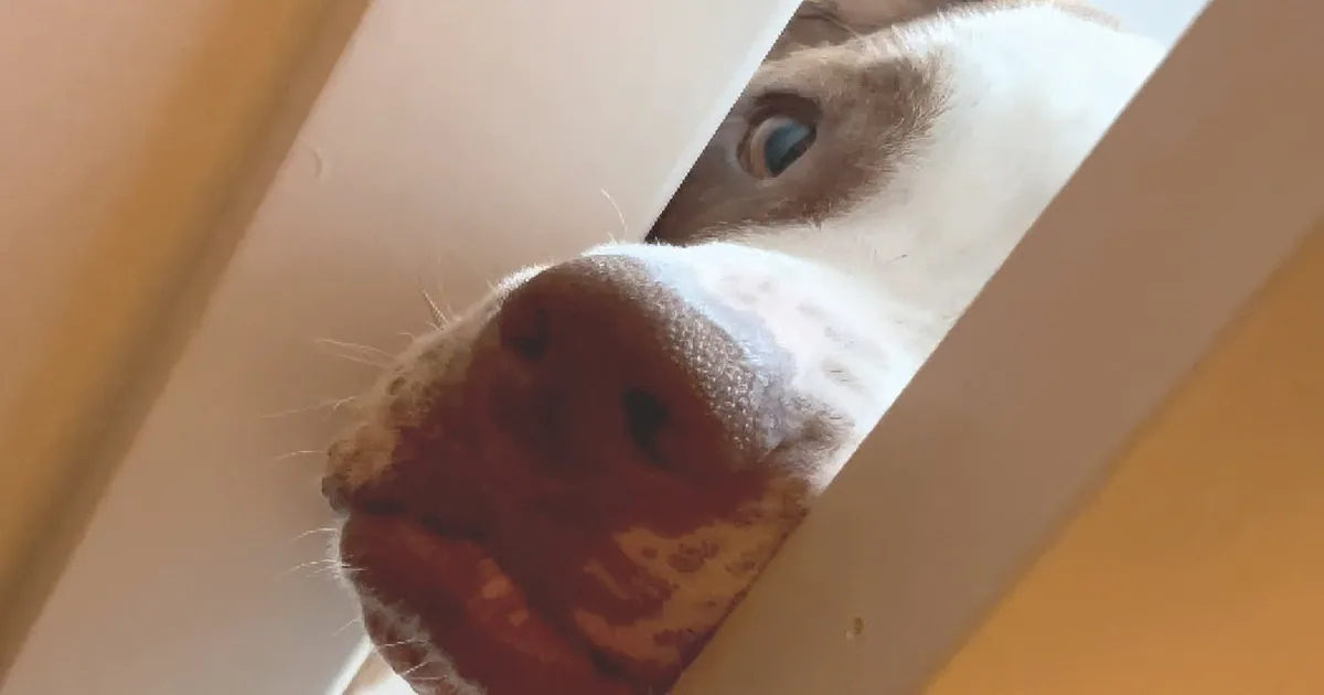 Limited Edition Dog Sid Overcomes Door Dilemma With Hilarious Antics