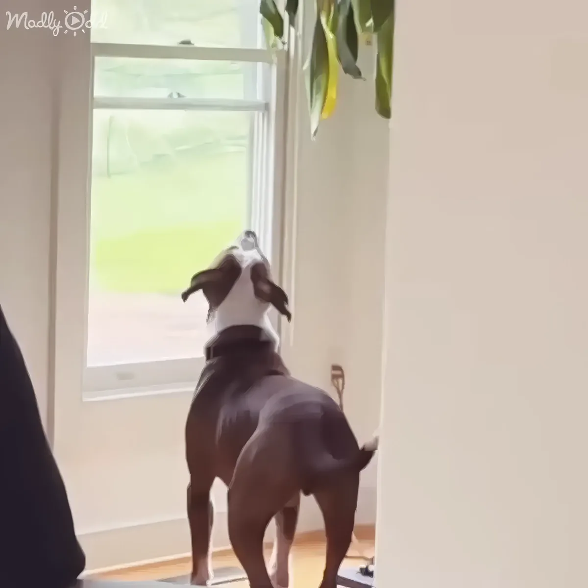A dog stands on its hind legs, looking out a window, with a plant hanging nearby.