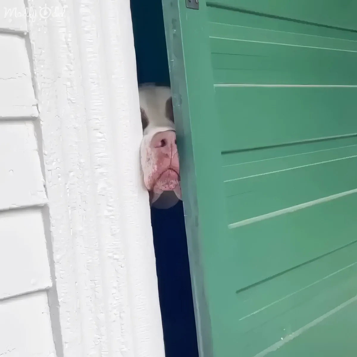 A pig with a white hat and beard is peeking out from a green door.