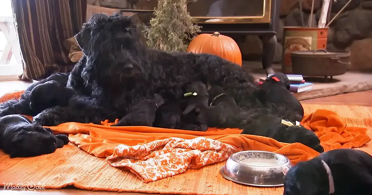 A black dog and her puppies rest on an orange blanket near a bowl of milk.