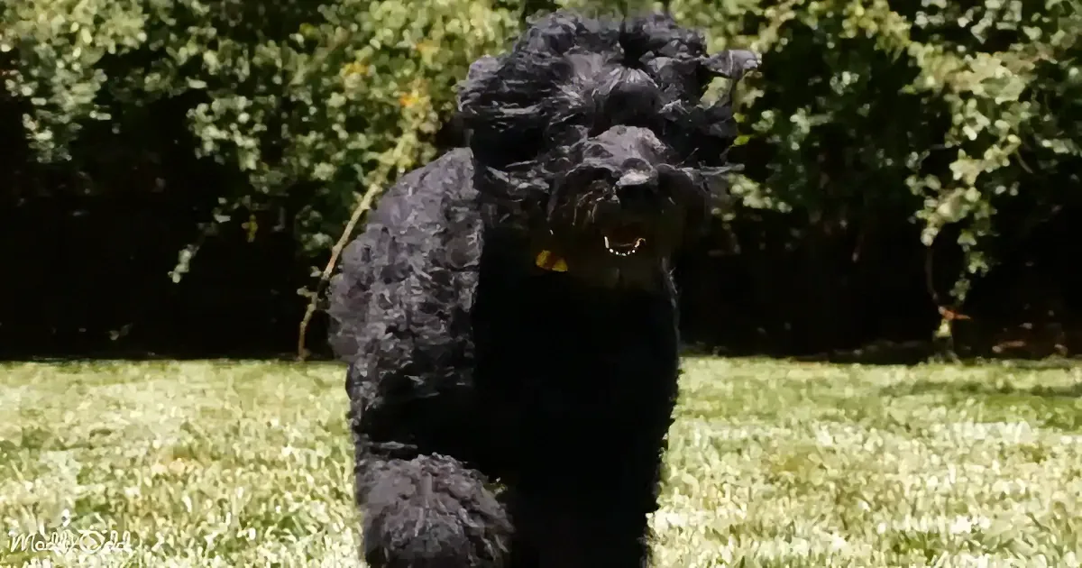 Black Russian Terrier Olive's Heartwarming Therapy Dog Sessions