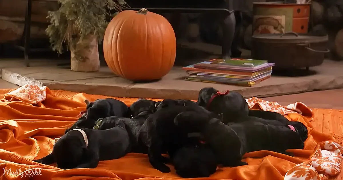 Several black puppies are cuddled together on an orange blanket, surrounded by autumn decor.