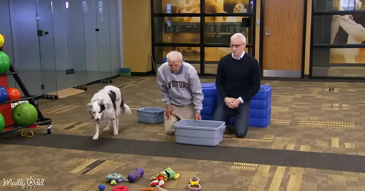 A dog stands near two men kneeling, surrounded by colorful toys on a patterned floor.